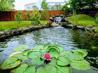water lilies in the garden