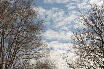 bare trees on a blue sky with clouds