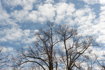 bare trees on a blue sky with clouds