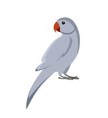 Blue-grey Indian parrot
