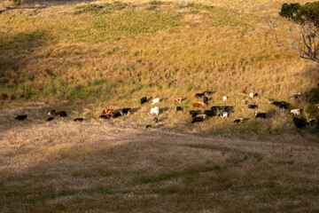 beautiful cattle in Australia  eating grass, grazing on pasture. Herd of cows free range beef being regenerative raised on an agricultural farm. Sustainable farming