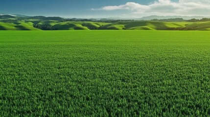 Obraz premium Vibrant lush green grass meadow with soft sunlight, gentle breeze, and a peaceful atmosphere, ideal for backgrounds in nature, relaxation, or environmental themes. The scene features rich green grass