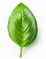 Obraz premium Fresh green basil leaf isolated on a bright white background. 