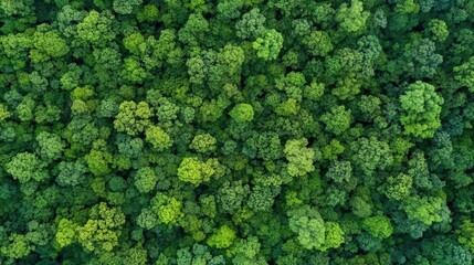 Fototapeta premium Abstract forest and tree landscape texture, aerial top view of lush forest, showcasing healthy ecosystem and vibrant green foliage. High-resolution image highlighting natural textures