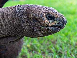 Ancient wisdom: close-up profile of a galapagos tortoise.Detailed portrait of a giant tortoise, profile on green background.Close-up of tortoise's eye and textured skin