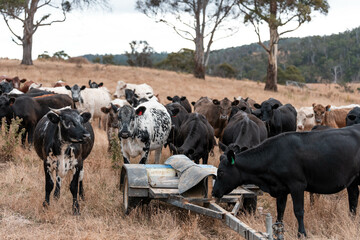 cattle eating free choice mineral from a mineral cart in a farm, cattle lick blocks and livestock...