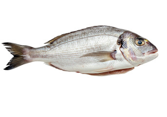 Obraz premium Fresh Sea Bream transparent background