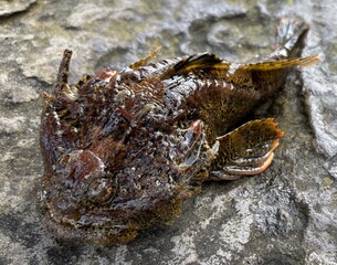 Buffalo Sculpin on the rocks 