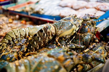 Chilled lobsters in ice on the counter. A concession of healthy eating and seafood.