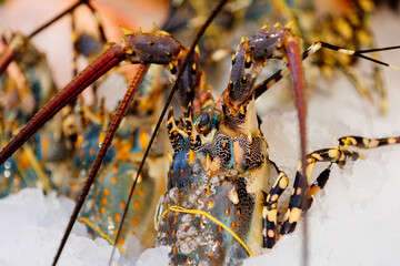 Close-up of fresh and chilled seafood displayed on store shelves. Concept of seafood, grocery shopping and healthy eating.