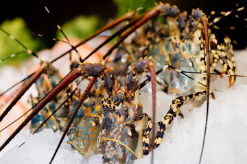 Chilled lobsters in ice on the counter. A concession of healthy eating and seafood.