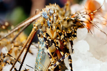 Chilled lobsters in ice on the counter. A concession of healthy eating and seafood.
