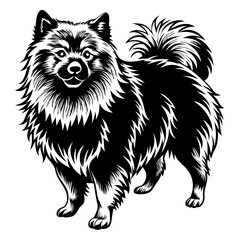 a detailed vector illustration of a fluffy black and white Keeshond dog. The dog stands proudly, its fur meticulously depicted