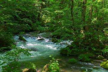 Obraz premium 奥入瀬渓流