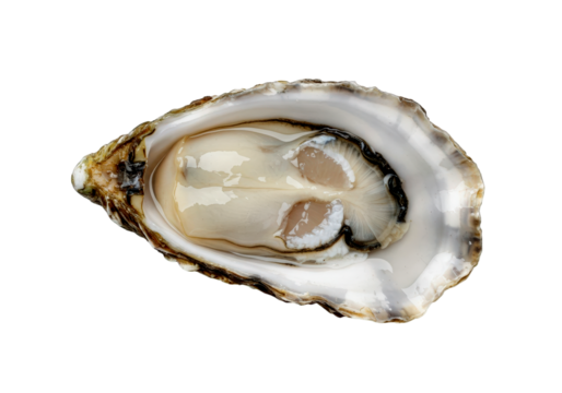 Oyster on transparent background