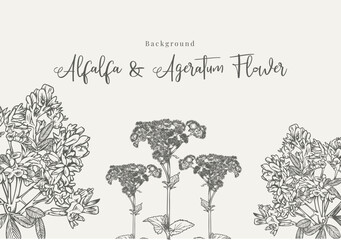 Hand Drawn Alfalfa And Ageratum Flower Background Design