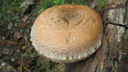 champignon