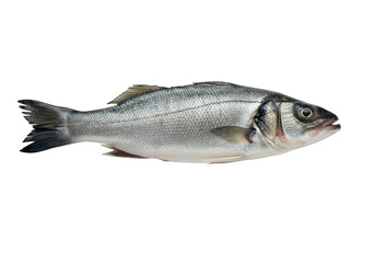 Obraz premium Sea Bass on transparent background