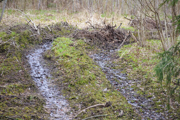 
A muddy path leading through a wooded area with mossy ground and dry branches.