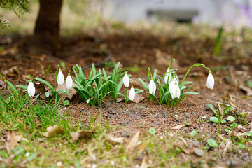 Snowdrop primroses in a forest clearing