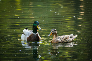 Animal bird male and female duck are swimming on a pond