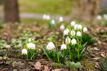 Spring Flowers Snowdrops in the Forest