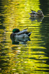 Male and female duck are swimming on a pond with colorful reflection