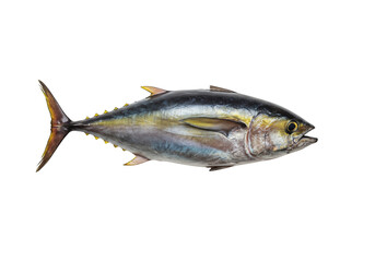 Naklejka premium Yellowfin Tuna on transparent background