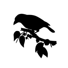 Silhouette of a bird