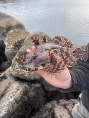 Cabezon caught on the jetty 