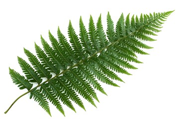 A detailed close up view of green fern leaf