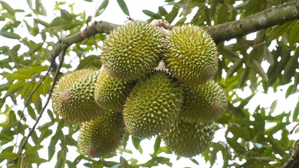 Durian fruit on the branch in the garden ready to harvest, product quality for export in Thailand, agriculture concept