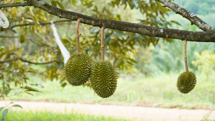 Durian fruit on the branch in the garden ready to harvest, product quality for export in Thailand, agriculture concept