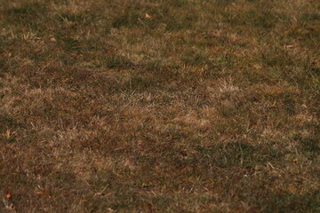 Dry grass in winter texture background. Green and brown grass wallpaper 
