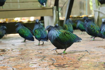 The Nicobar pigeon or Nicobar dove (Caloenas nicobarica) has large body but a small head and a bumpy nose. The body feathers are greenish-gray, white tail feathers. coloration used to attract females. © Vanchuree