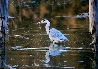 Grey heron looking for food in pond.