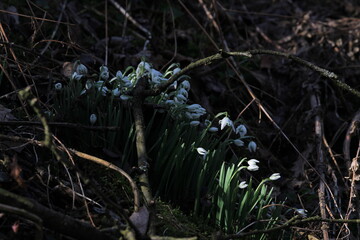 snowdrop three flowers against the background of trees. snowdrop (galanthus nivalis), flora, plant, moss. First snowdrops flowers of 2025. Beautiful spring floral background 
