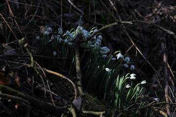 snowdrop three flowers against the background of trees. snowdrop (galanthus nivalis), flora, plant, moss. First snowdrops flowers of 2025. Beautiful spring floral background 
