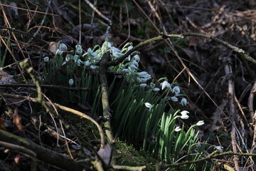 snowdrop three flowers against the background of trees. snowdrop (galanthus nivalis), flora, plant, moss. First snowdrops flowers of 2025. Beautiful spring floral background 
