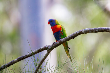 Rainbow Lorikeet in rain