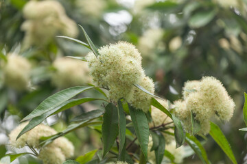 Blühende Zitronenmyrte Backhousia citriodora , Zitronenduftmyrte , Zitronendufteisenholz in Sydney im Botanischen Garten.