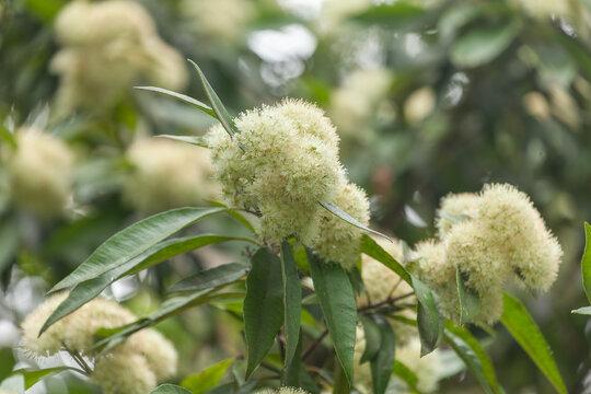 Bl&uuml;hende Zitronenmyrte Backhousia citriodora ,  Zitronenduftmyrte , Zitronendufteisenholz in Sydney im Botanischen Garten.