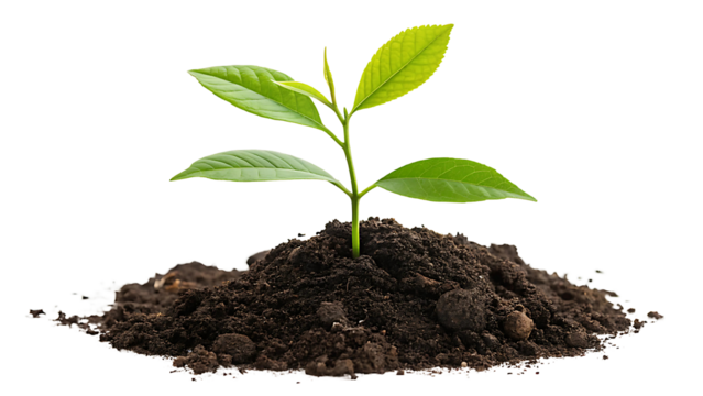  Young Green Plant Sprouting from Rich Soil on Transparent Background