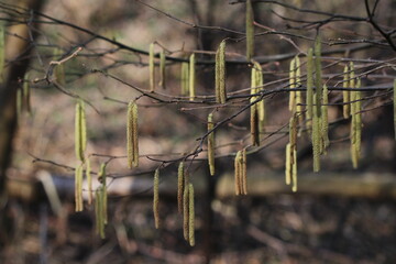 Landscape of hazelnut and walnut trees in late winter. Hazelnuts in bloom. 
