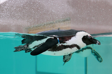 Fototapeta premium African Penguin Gracefully Swimming in Clear Blue Water