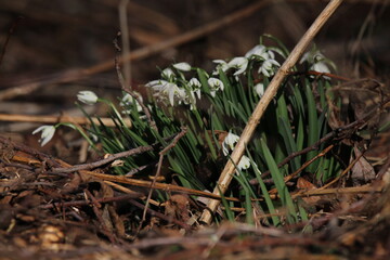 snowdrop three flowers against the background of trees. snowdrop (galanthus nivalis), flora, plant, moss. First snowdrops flowers of 2025. Beautiful spring floral background 
