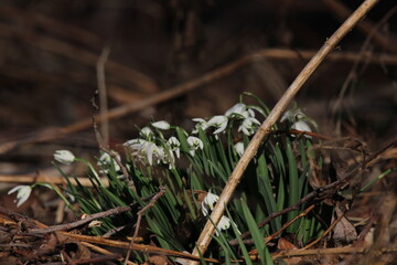 snowdrop three flowers against the background of trees. snowdrop (galanthus nivalis), flora, plant, moss. First snowdrops flowers of 2025. Beautiful spring floral background 
