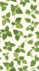 Naklejka premium Intricate green leaf pattern of aromatic indian borage leaves evoking a sense of nature and freshness on a white background