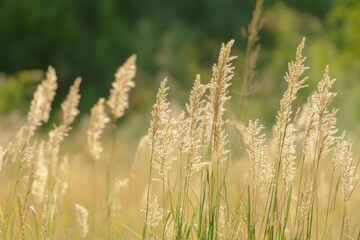 Obraz premium Tall Grass Sways Gently in a Serene Meadow Under a Clear Sky During Golden Hour