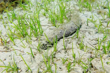 Sea cucumber (Holothuroidea) on the sandy seabed, green sea grass. Widlife in the ocean, underwater photography from scuba diving. Underwater bottom dwelling animal - marine life in the sea.
